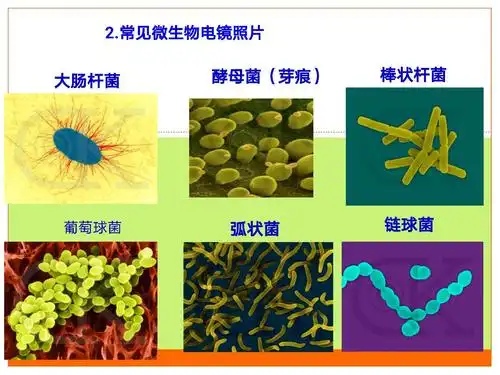 家长课堂——神奇的微生物