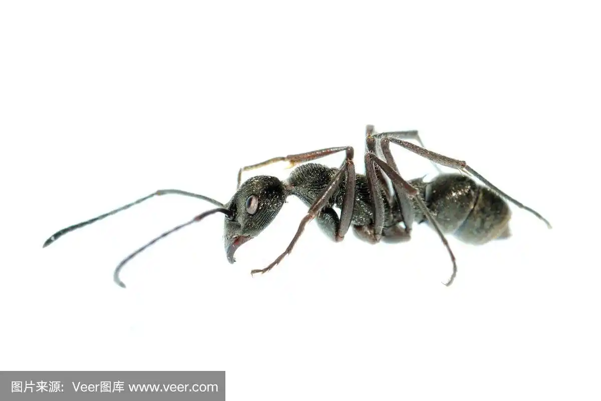 昆虫蚂蚁宏观隔离