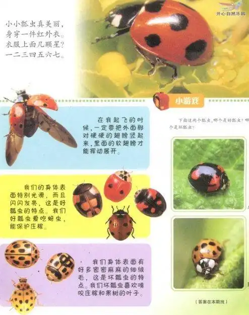 害虫天敌--七星瓢虫