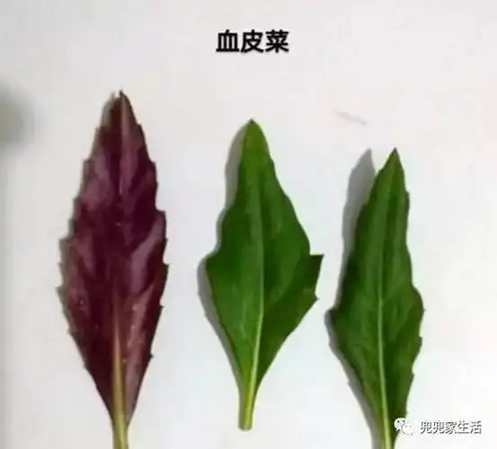 注意筠连喜欢吃血皮菜的误食化儿草后果很严重