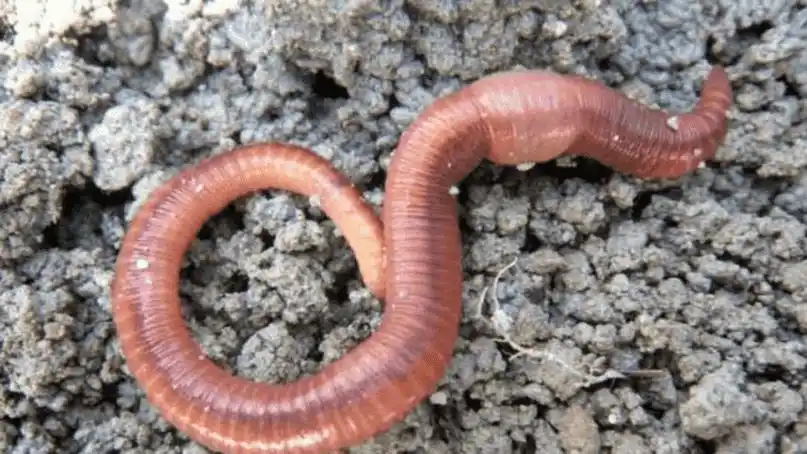 蚯蚓的繁殖方式是什么