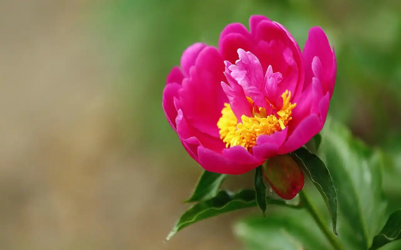 绿色护眼花卉植物高清唯美图片壁纸