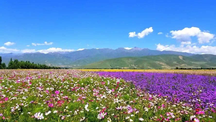 大忙人的房车生活(251)那拉提薰衣草花海