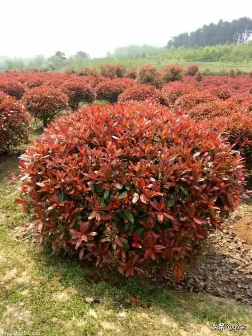 灌木花卉有哪些(北方灌木花卉有哪些)