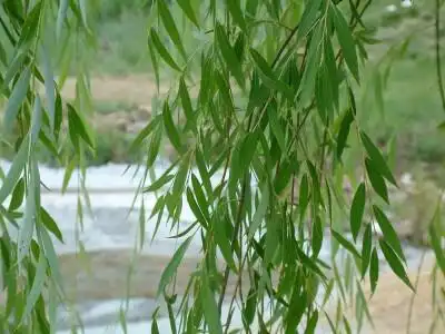 垂柳是杨柳科(salicaceae)柳属(salix l.
