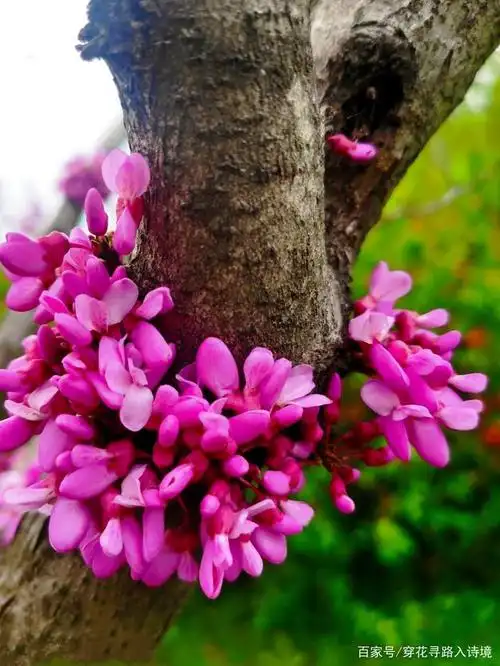风姿绰约的紫荆花