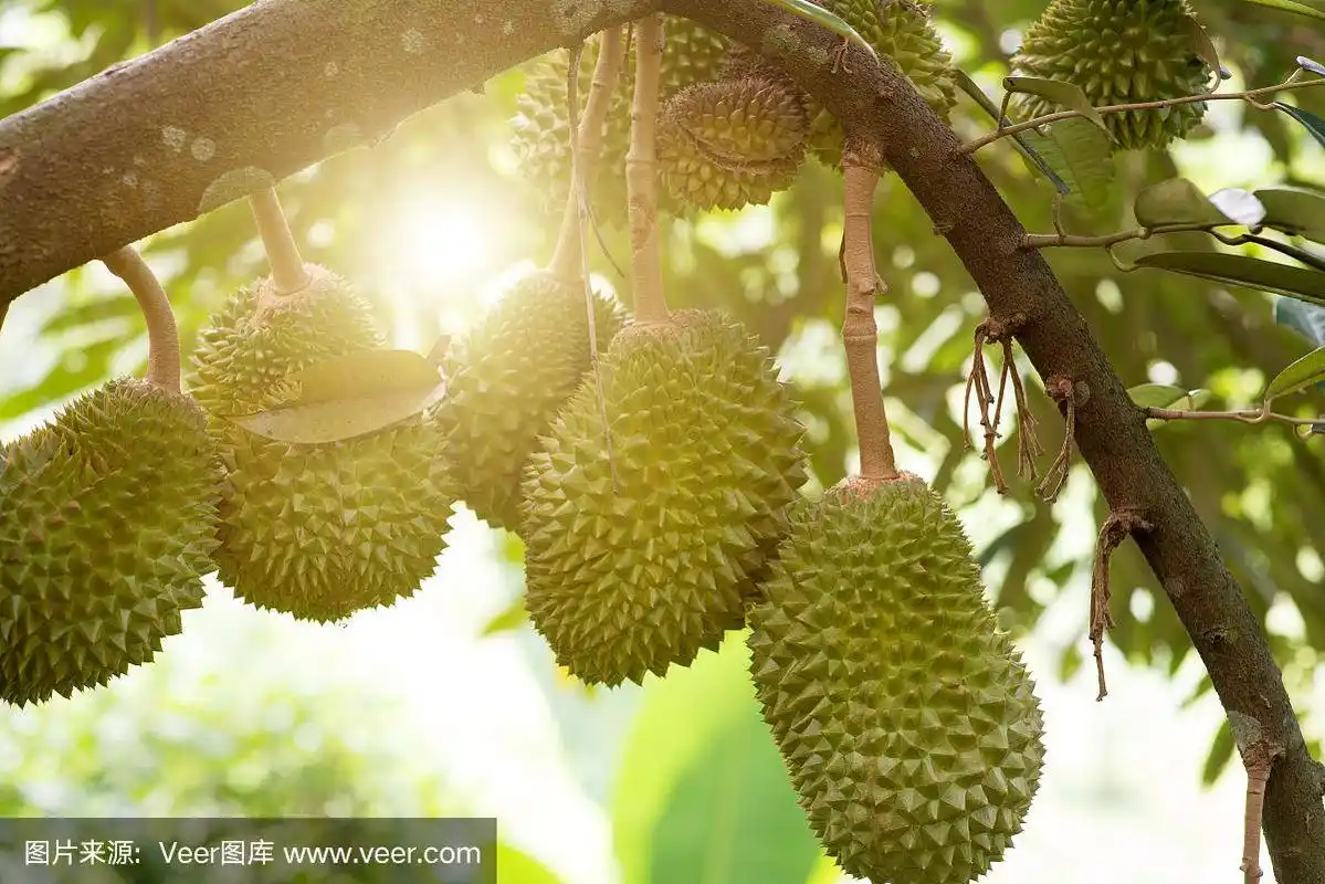 农场里的榴莲树.