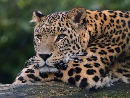 豹子,野生动物,爪子 壁纸