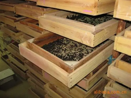 斗鸡 养殖必备活体昆虫饵料高蛋白增加动物野性