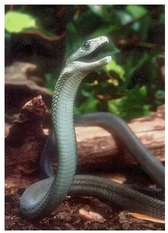 眼镜王蛇vs黑曼巴蛇谁牛