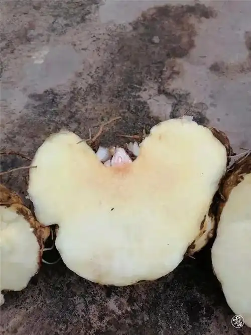 沪滇扶持 魔芋"相助"群众致富