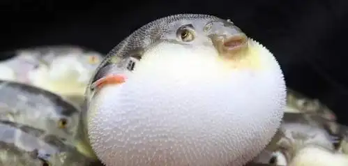 对不起秦皇岛今天跟全国人民道歉