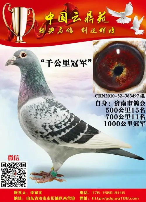 相关图片父母信鸽特征编 号:608762鸽 名:千公里 冠军羽 色:雨点眼 砂