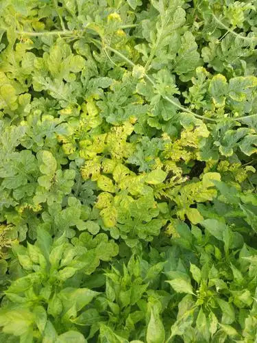 西瓜后期黄叶打啥药请老师看看