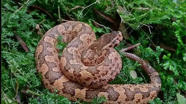 这种毒蛇太"懒"却要人命