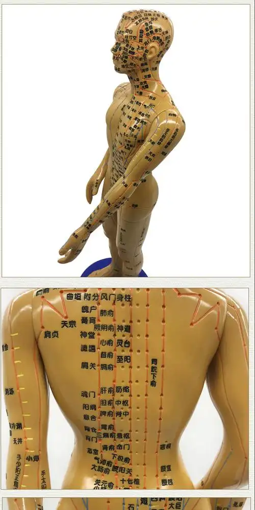 适用于清晰穴位图经络通男女人体模型人体经络模型铜人针灸穴位模型