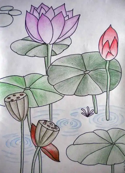 夏天的荷花画法夏天的荷花画法步骤