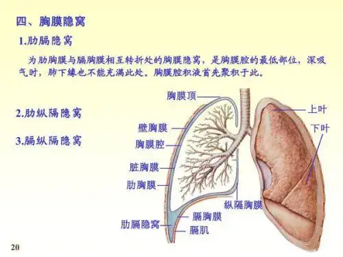 胸膜的胸膜隐窝