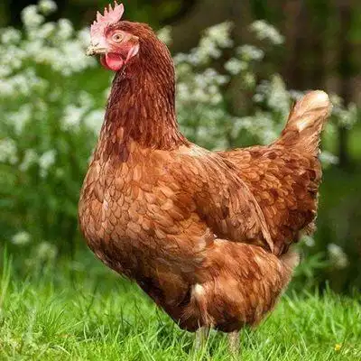 海兰褐蛋鸡青年鸡活苗下蛋鸡活鸡产蛋母鸡散养土鸡半大鸡包活到家