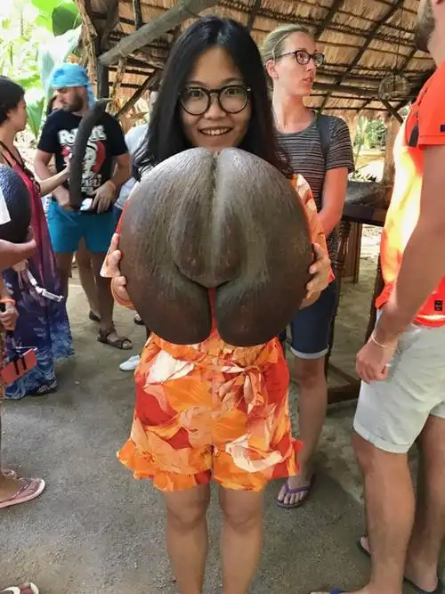 这里有着世界上独一无二的产物——海椰子,有公母之分,公的像那啥母的