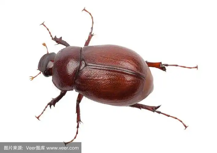 六月鳃金龟(xxl)