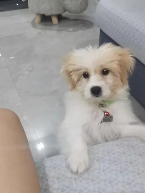 串串狗这是串的啥