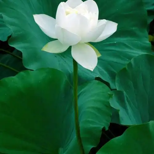 独一无二的莲花头像图片,适合做头像的荷花图片-唯美头像