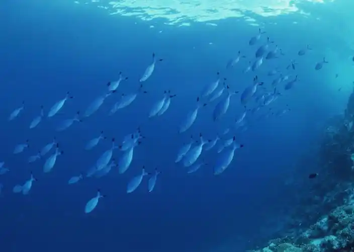 高清晰蓝色深海群鱼壁纸