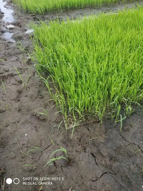 秧苗大部分已长至三片叶