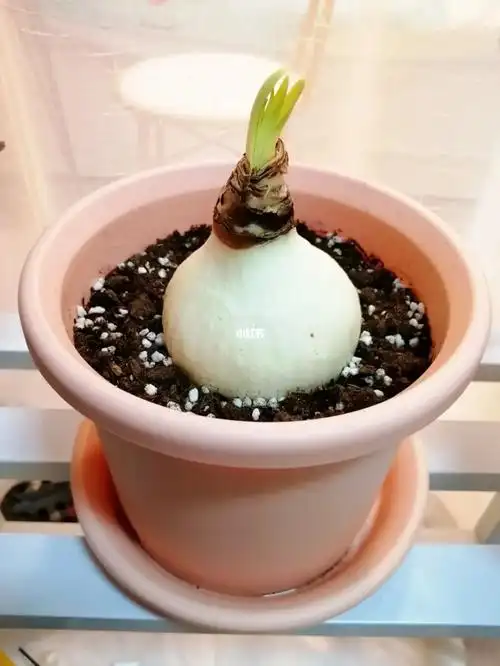 我家圆葱是不是要开花了