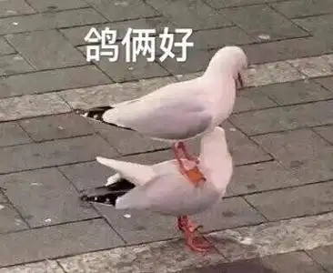 牛啤沙雕企鹅表情包