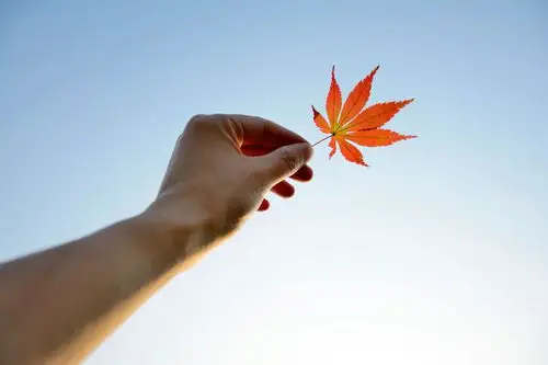 用手举向天空的枫叶