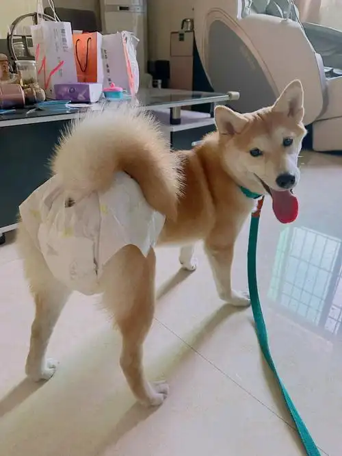 第一次来大姨妈穿尿不湿的柴柴0909