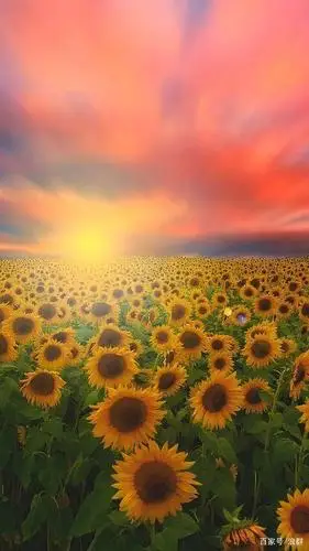 光明与希望的向日葵,播种3步走,立马变花园