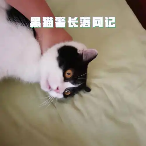 背弃初心使命,目无道德法纪,对组织家人不老实,乱咬乱抓,阳奉阴违,搞