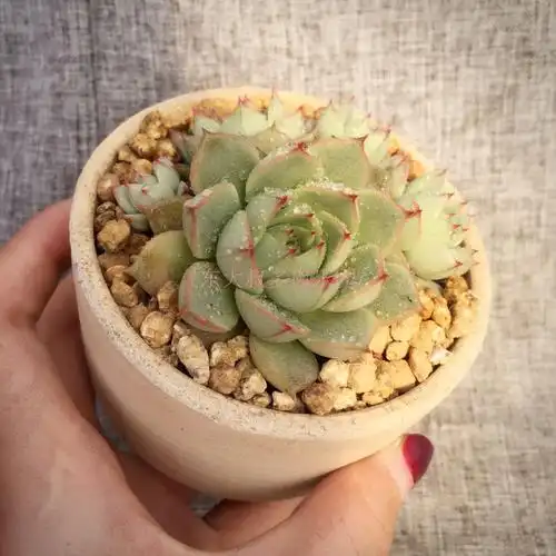 东大叔 一物一拍 法比奥拉群 多肉植物 进口 办公室 阳台 卧室