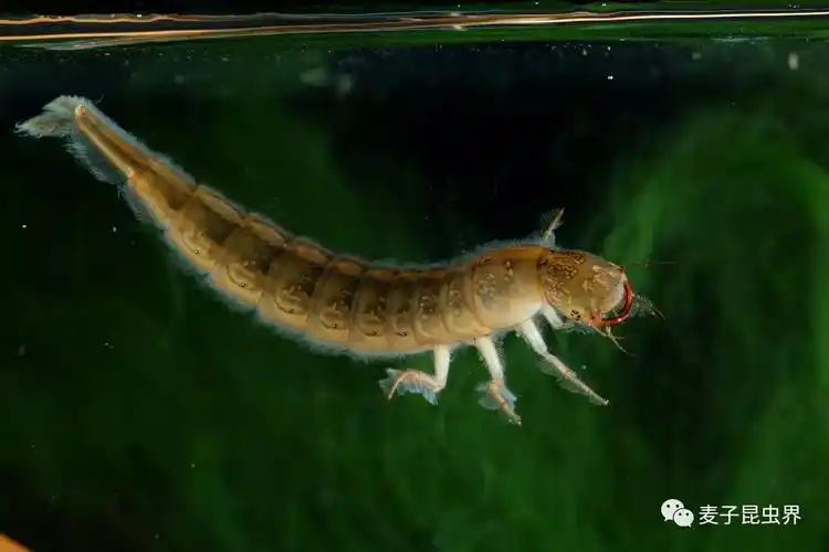 虫趣点滴中国龙虱生活史记录