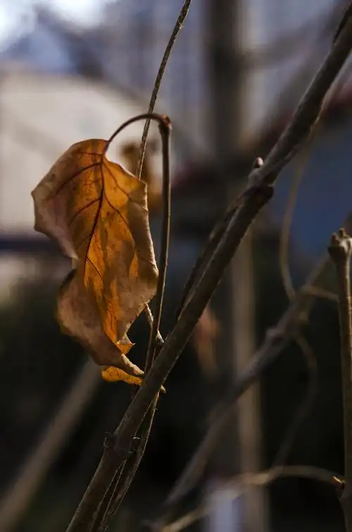 枯萎的叶子红了