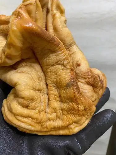 长白山精品老肉太岁灵芝整体活体480克漂亮已售其它灵芝产品