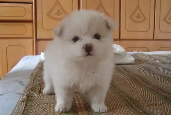 刚满月的小型银狐犬"宝宝出售!