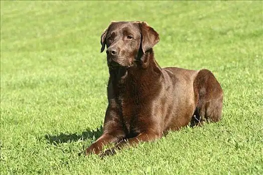 拉布拉多犬图片图片