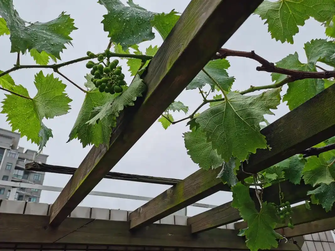 楼顶菜园初具规模