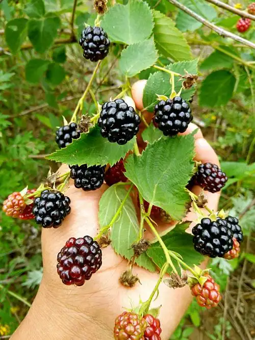 成熟的黑树莓,饱满靓丽,煤城小伙伴,带你去品尝!