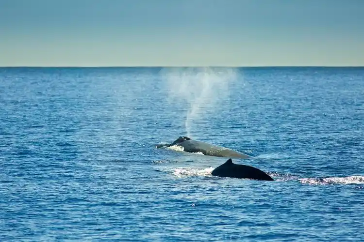 其中三种在冬季:白鲸,独角鲸和格陵兰鲸鱼,蓝鲸很少见.