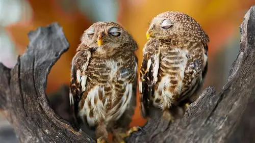 首页 动物与鸟 猫头鹰 两只猫头鹰睡觉 壁纸 / 1600x900 壁纸下载  cn