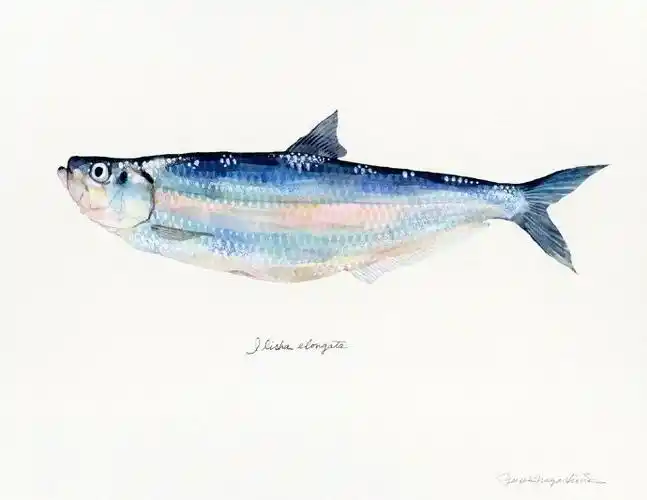 大神级各种鱼的水彩画作品 | 日本水彩画大师yusei nagashima