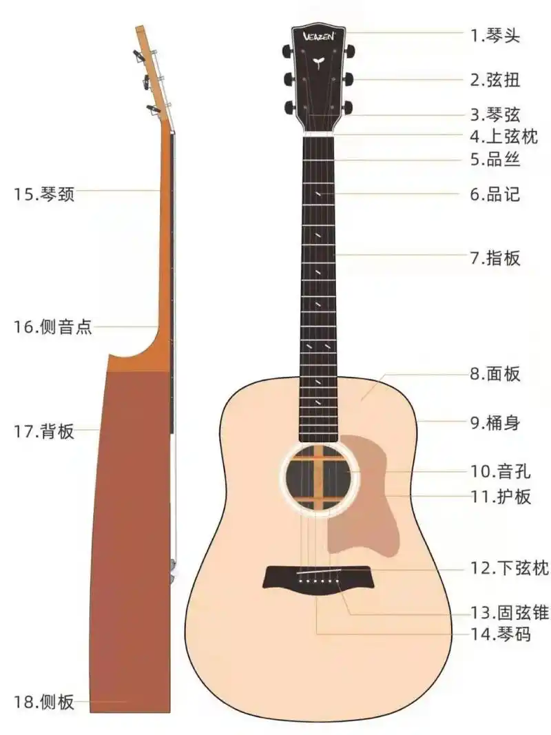 小们大家好,很多新手宝宝们在学吉他时,由于对吉他结构不了解,导致在