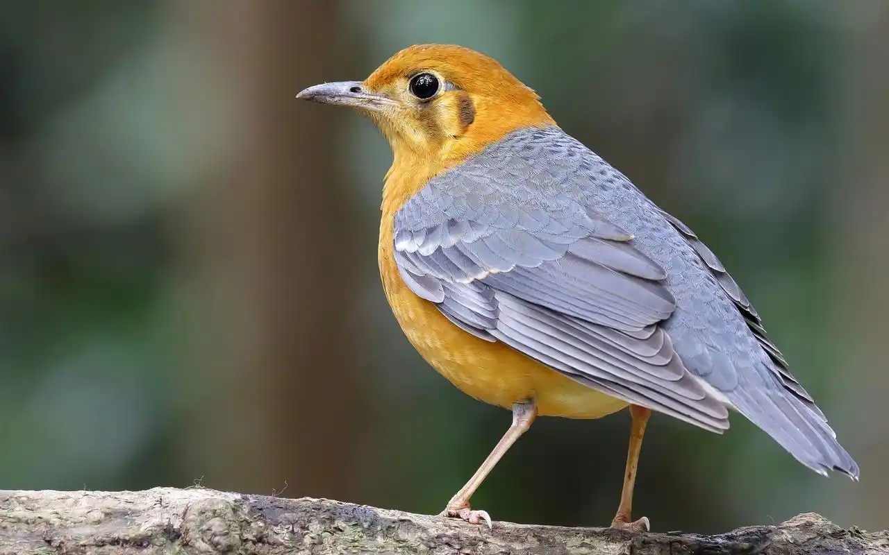橙头地鸫高清动物图片电脑高清桌面壁纸下载