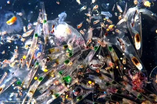 我国沿海重点岸滩为研究区域,研究海洋微塑料在海洋中的漂移扩散路径