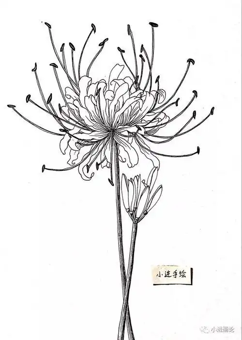 彼岸花简笔画黑板报 简笔画黑板报图片大全-蒲城教育文学网